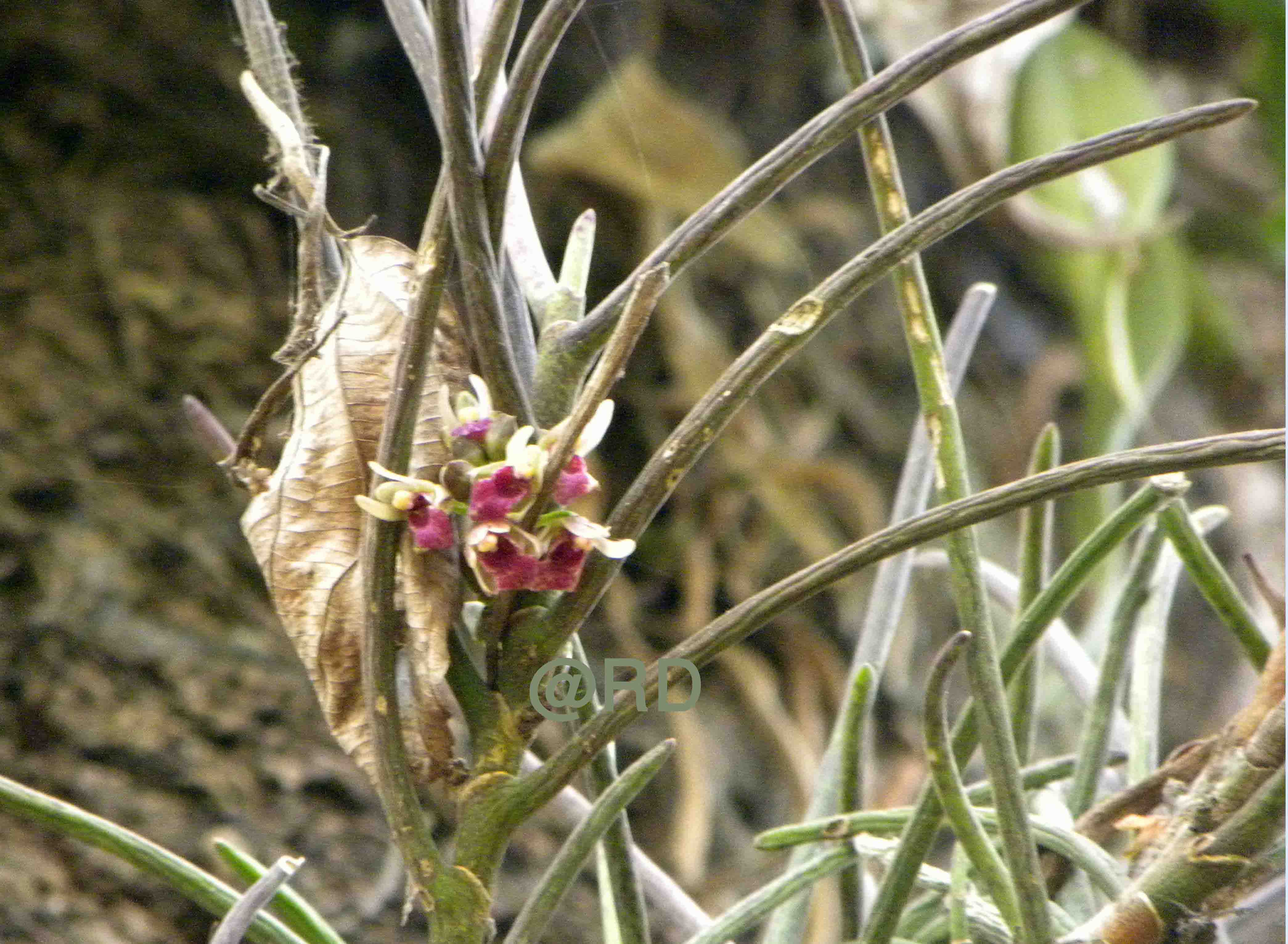 Luisia macrotis eFlora of India